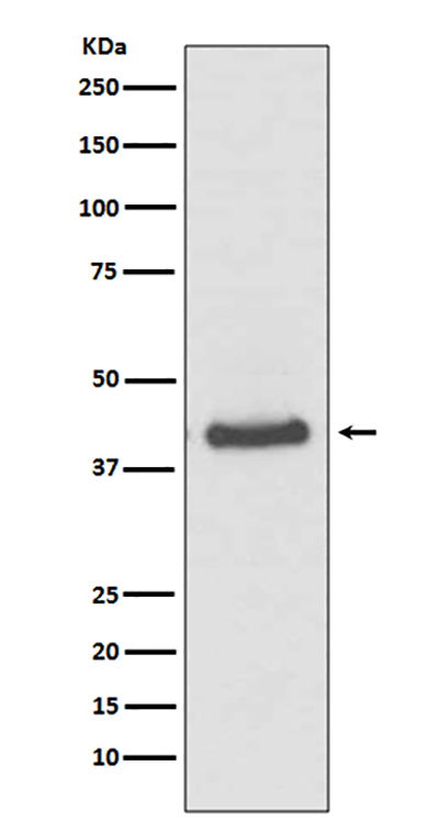 JunB Rabbit Polyclonal Antibody | 兔多抗 | EnkiLife恩玑生命