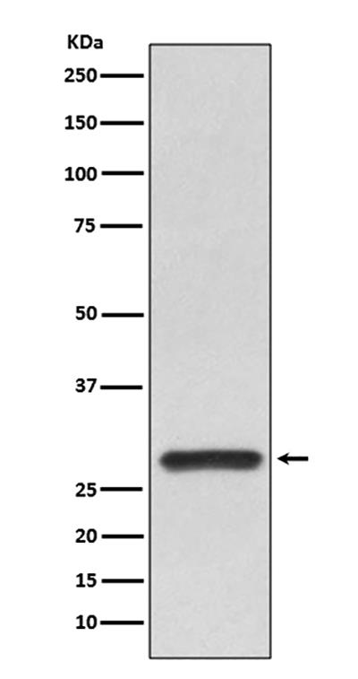 14-3-3 alpha/beta Rabbit Polyclonal Antibody | 兔多抗 | EnkiLife恩玑生命