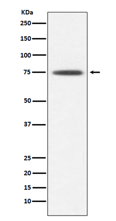 Hsp75 Rabbit Polyclonal Antibody | 兔多抗 | EnkiLife恩玑生命