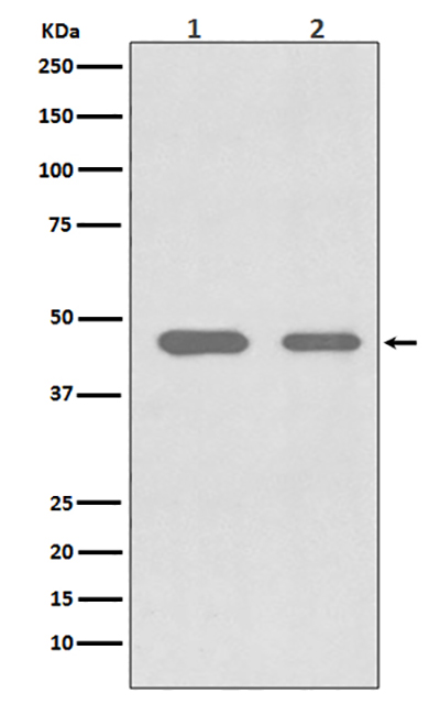 CDC37 Rabbit Polyclonal Antibody | 兔多抗 | EnkiLife恩玑生命