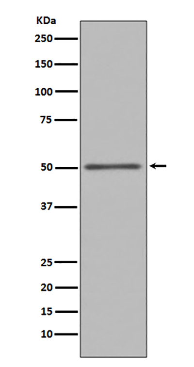 FOXA1 Rabbit Polyclonal Antibody | 兔多抗 | EnkiLife恩玑生命