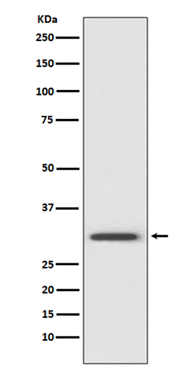 Annexin V Rabbit Polyclonal Antibody | 兔多抗 | EnkiLife恩玑生命
