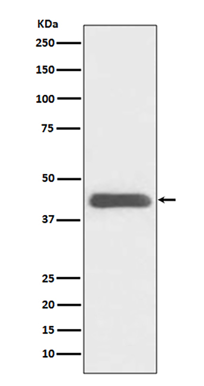 GATA1 Rabbit Polyclonal Antibody | 兔多抗 | EnkiLife恩玑生命