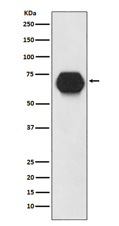 CD55 Rabbit Polyclonal Antibody | 兔多抗 | EnkiLife恩玑生命