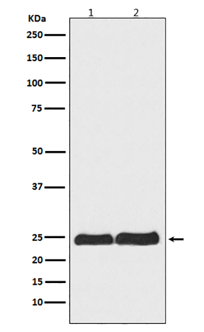 Ran Rabbit Polyclonal Antibody | 兔多抗 | EnkiLife恩玑生命
