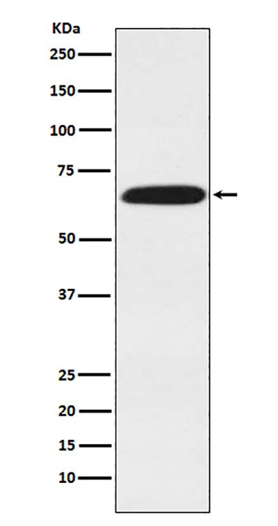 DDX5 Rabbit Polyclonal Antibody | 兔多抗 | EnkiLife恩玑生命