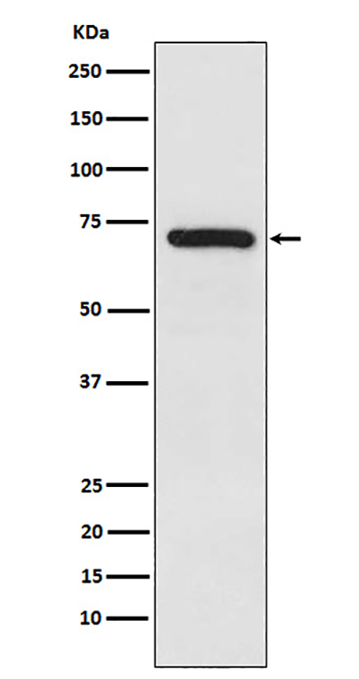 TRIM25 Rabbit Polyclonal Antibody | 兔多抗 | EnkiLife恩玑生命