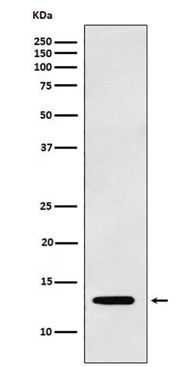 Galectin 1 Rabbit Polyclonal Antibody | 兔多抗 | EnkiLife恩玑生命