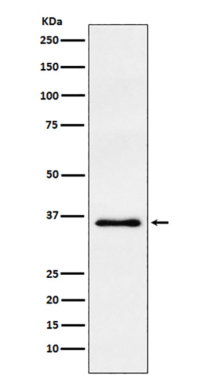WDR5 Rabbit Polyclonal Antibody | 兔多抗 | EnkiLife恩玑生命