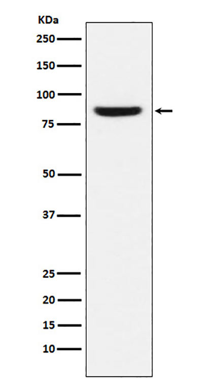 MCM5 Rabbit Polyclonal Antibody | 兔多抗 | EnkiLife恩玑生命