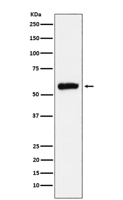 ALDH2 Rabbit Polyclonal Antibody | 兔多抗 | EnkiLife恩玑生命