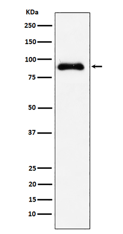 SATB2 Rabbit Polyclonal Antibody | 兔多抗 | EnkiLife恩玑生命