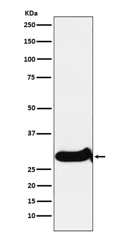 IGFBP7 Rabbit Polyclonal Antibody | 兔多抗 | EnkiLife恩玑生命