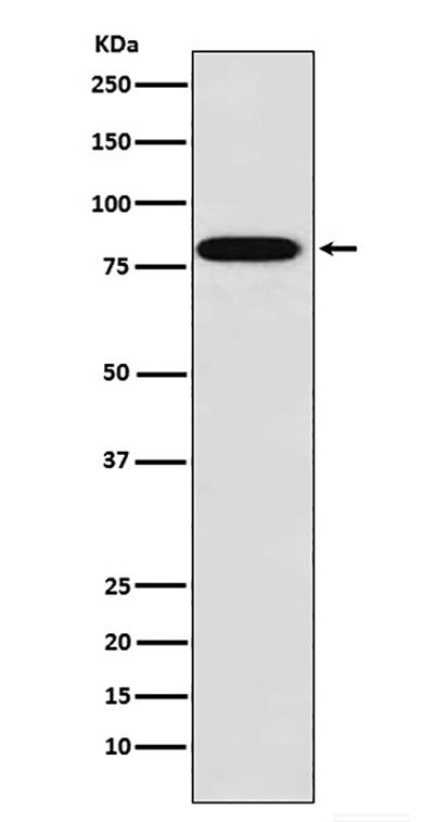 ZYX Rabbit Polyclonal Antibody | 兔多抗 | EnkiLife恩玑生命