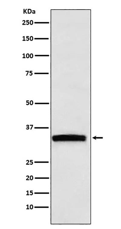 GDF15 Rabbit Polyclonal Antibody | 兔多抗 | EnkiLife恩玑生命