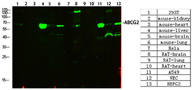 ABCG2 Rabbit Polyclonal Antibody | 兔多抗 | EnkiLife恩玑生命