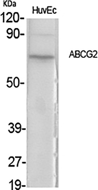ABCG2 Rabbit Polyclonal Antibody | 兔多抗 | EnkiLife恩玑生命