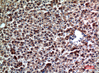 FGL1 Rabbit Polyclonal Antibody | 兔多抗 | EnkiLife恩玑生命