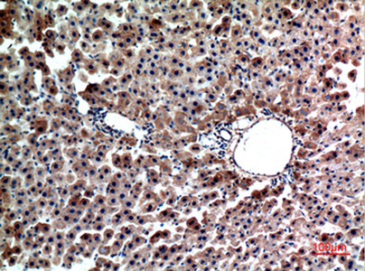 FGL1 Rabbit Polyclonal Antibody | 兔多抗 | EnkiLife恩玑生命