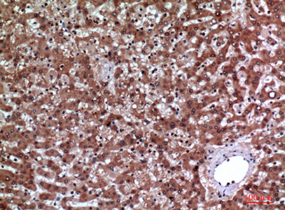 IGFBP3 Rabbit Polyclonal Antibody | 兔多抗 | EnkiLife恩玑生命
