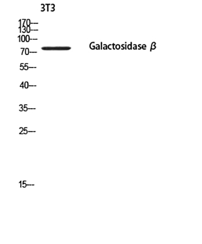 GLB1 Rabbit Polyclonal Antibody | 兔多抗 | EnkiLife恩玑生命