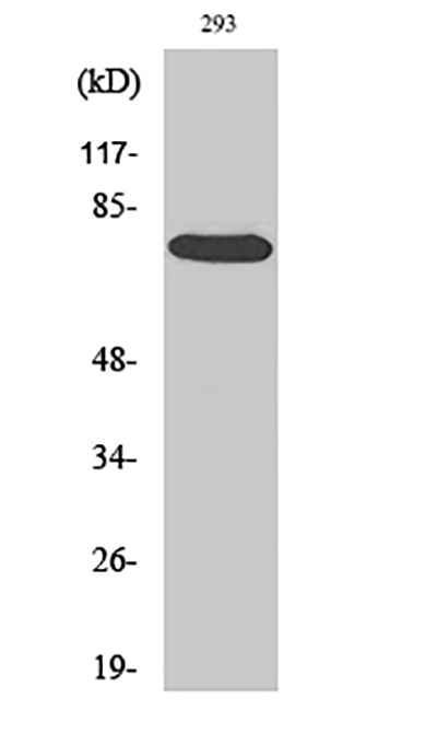 Raf1 Rabbit Polyclonal Antibody | 兔多抗 | EnkiLife恩玑生命