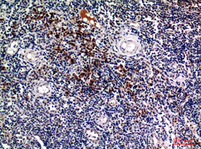 Syndecan 1 Rabbit Polyclonal Antibody | 兔多抗 | EnkiLife恩玑生命