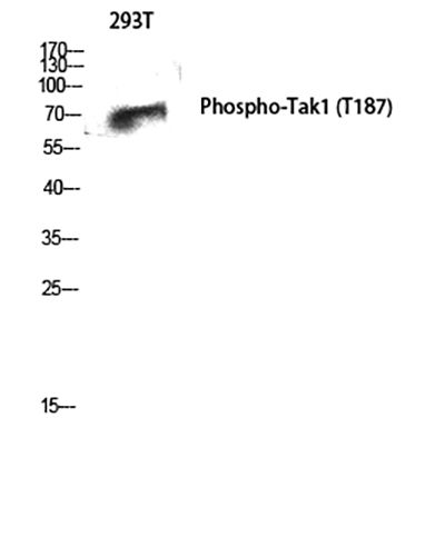 Phospho-TAK1 (Thr187) Rabbit Polyclonal Antibody | 兔多抗 | EnkiLife恩玑生命