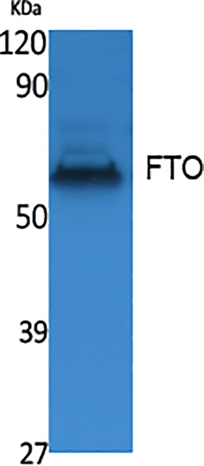 FTO Rabbit Polyclonal Antibody | 兔多抗 | EnkiLife恩玑生命