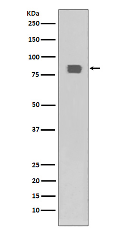 Phospho-HSF1 (Ser326) Rabbit Polyclonal Antibody | 兔多抗 | EnkiLife恩玑生命