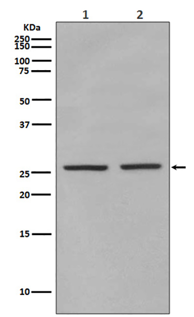 Phospho-eIF4E (Ser209) Rabbit Polyclonal Antibody | 兔多抗 | EnkiLife恩玑生命
