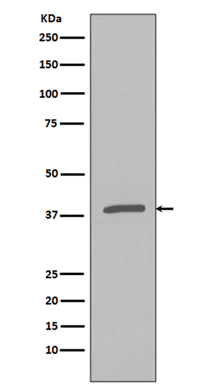 Phospho-IKB alpha (Ser32) Rabbit Polyclonal Antibody | 兔多抗 | EnkiLife恩玑生命