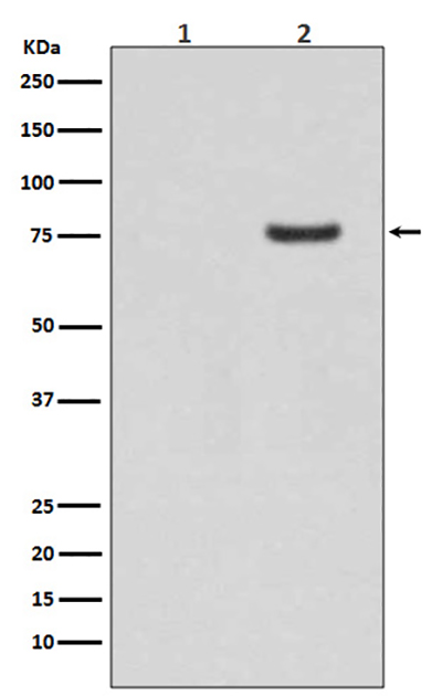Phospho-Synapsin I (Ser9) Rabbit Polyclonal Antibody | 兔多抗 | EnkiLife恩玑生命