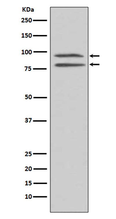 Phospho-MSK1 (Ser376) Rabbit Polyclonal Antibody | 兔多抗 | EnkiLife恩玑生命