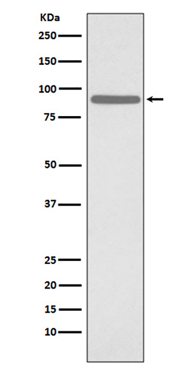 Phospho-STAT1 (Ser727) Rabbit Polyclonal Antibody | 兔多抗 | EnkiLife恩玑生命