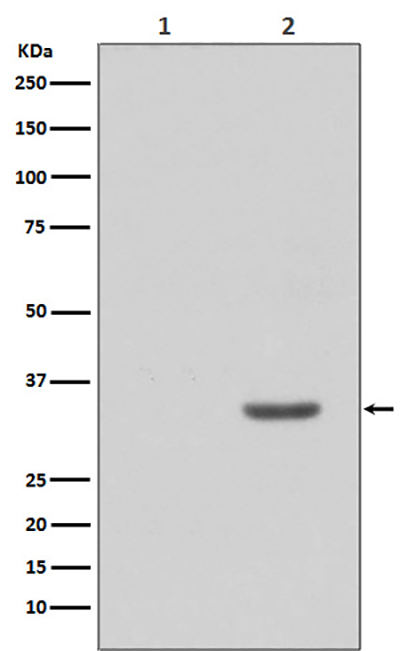 Phospho-CDK2 (Tyr15) Rabbit Polyclonal Antibody | 兔多抗 | EnkiLife恩玑生命