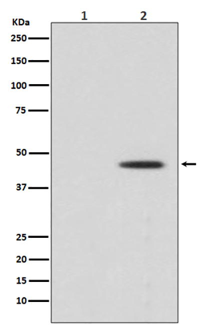 Phospho-MEK1 (Ser298) Rabbit Polyclonal Antibody | 兔多抗 | EnkiLife恩玑生命