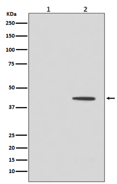 Phospho-MEK1 (Thr292) Rabbit Polyclonal Antibody | 兔多抗 | EnkiLife恩玑生命