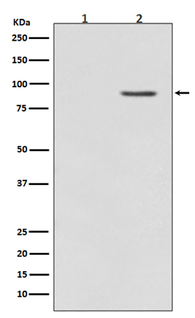 Phospho-BRAF (Thr401) Rabbit Polyclonal Antibody | 兔多抗 | EnkiLife恩玑生命