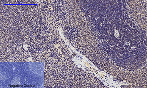 Phospho-p53 (Ser15) Rabbit Polyclonal Antibody | 兔多抗 | EnkiLife恩玑生命