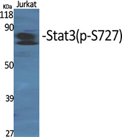 Phospho-STAT3 (Ser727) Rabbit Polyclonal Antibody | 兔多抗 | EnkiLife恩玑生命