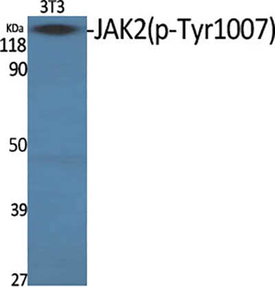 Phospho-JAK2 (Tyr1007) Rabbit Polyclonal Antibody | 兔多抗 | EnkiLife恩玑生命