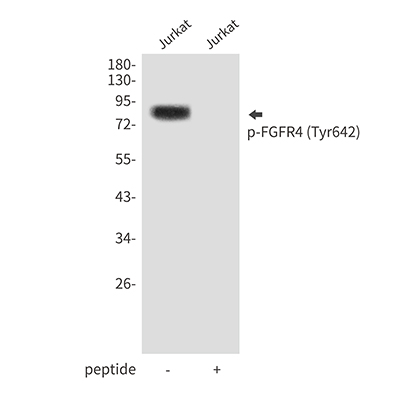Phospho-FGFR4 (Tyr642) Rabbit Polyclonal Antibody | 兔多抗 | EnkiLife恩玑生命