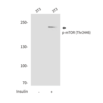 Phospho-mTOR (Thr2446) Rabbit Polyclonal Antibody | 兔多抗 | EnkiLife恩玑生命
