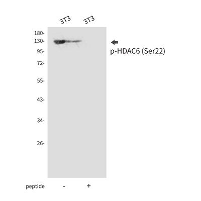 Phospho-HDAC6 (Ser22) Rabbit Polyclonal Antibody | 兔多抗 | EnkiLife恩玑生命