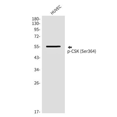 Phospho-CSK (Ser364) Rabbit Polyclonal Antibody | 兔多抗 | EnkiLife恩玑生命