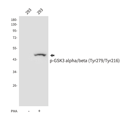 Phospho-GSK3 (Tyr279/Tyr216) Rabbit Polyclonal Antibody | 兔多抗 | EnkiLife恩玑生命