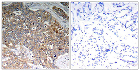 Phospho-GSK3 (Tyr279/Tyr216) Rabbit Polyclonal Antibody | 兔多抗 | EnkiLife恩玑生命