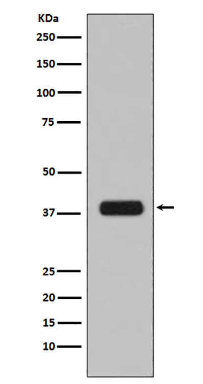 Aurora B Rabbit Polyclonal Antibody | 兔多抗 | EnkiLife恩玑生命