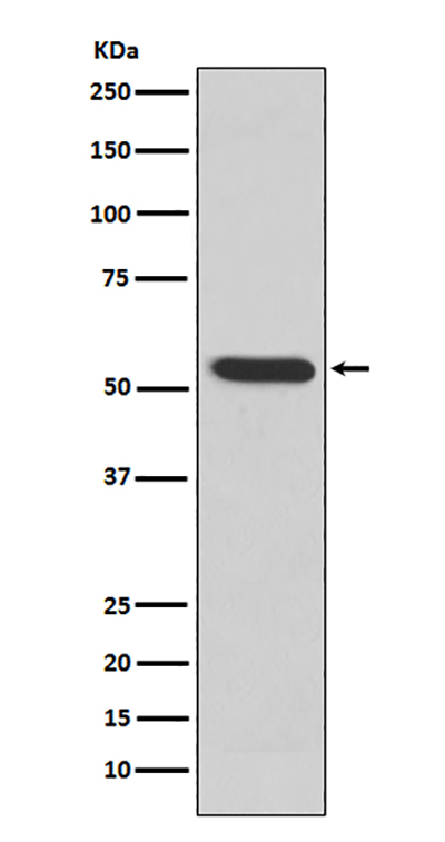 MMP3 Rabbit Polyclonal Antibody | 兔多抗 | EnkiLife恩玑生命